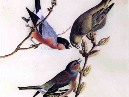 A Chaffinch, Bullfinch and Greenfinch on a Branch of Budding Chestnuts by John James Audubon - Hand-Painted Oil Painting on Canvas Online