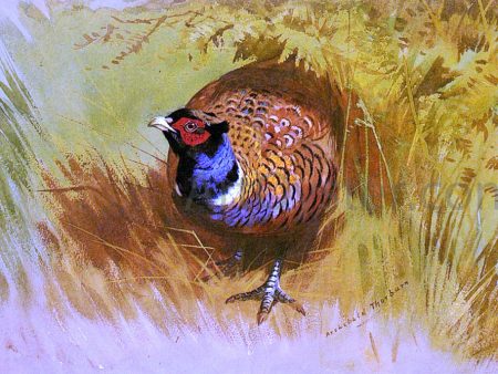 A Cock Pheasant by Archibald Thorburn - Hand-Painted Oil Painting on Canvas Sale